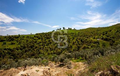🌿 VERİMLİ ZEYTİNLİK + MÜSTAKİL EV – KAÇIRILMAYACAK FIRSAT 🌿
