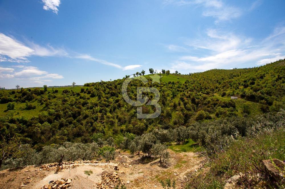 🌿 VERİMLİ ZEYTİNLİK + MÜSTAKİL EV – KAÇIRILMAYACAK FIRSAT 🌿