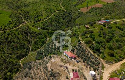 🌿 VERİMLİ ZEYTİNLİK + MÜSTAKİL EV – KAÇIRILMAYACAK FIRSAT 🌿