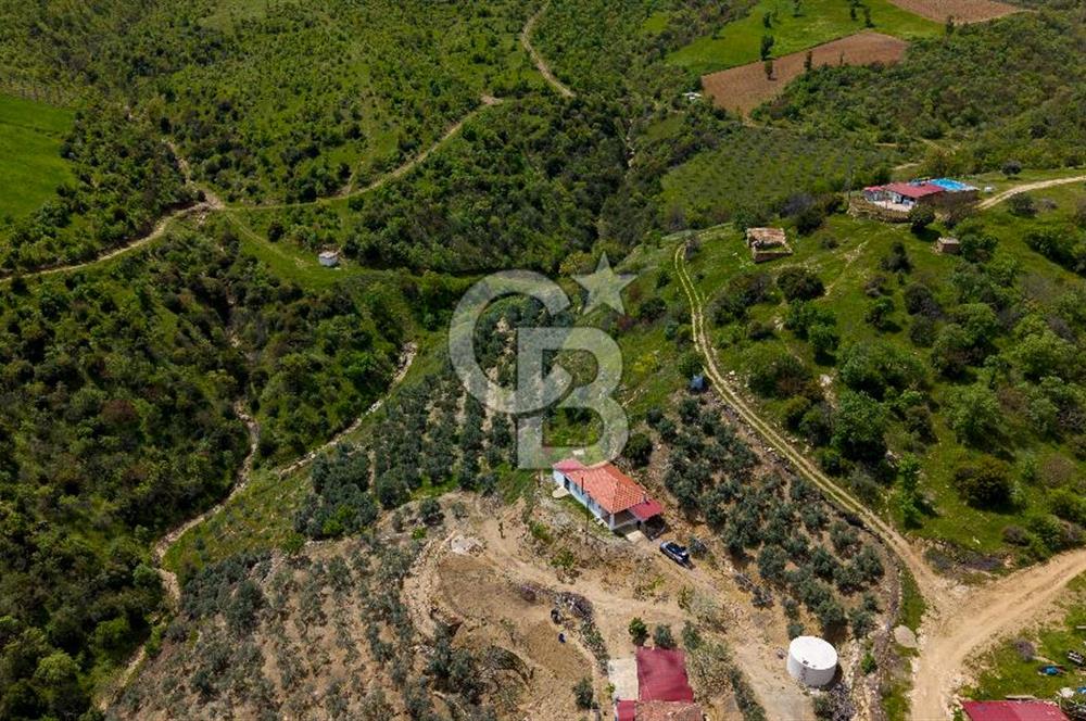 🌿 VERİMLİ ZEYTİNLİK + MÜSTAKİL EV – KAÇIRILMAYACAK FIRSAT 🌿