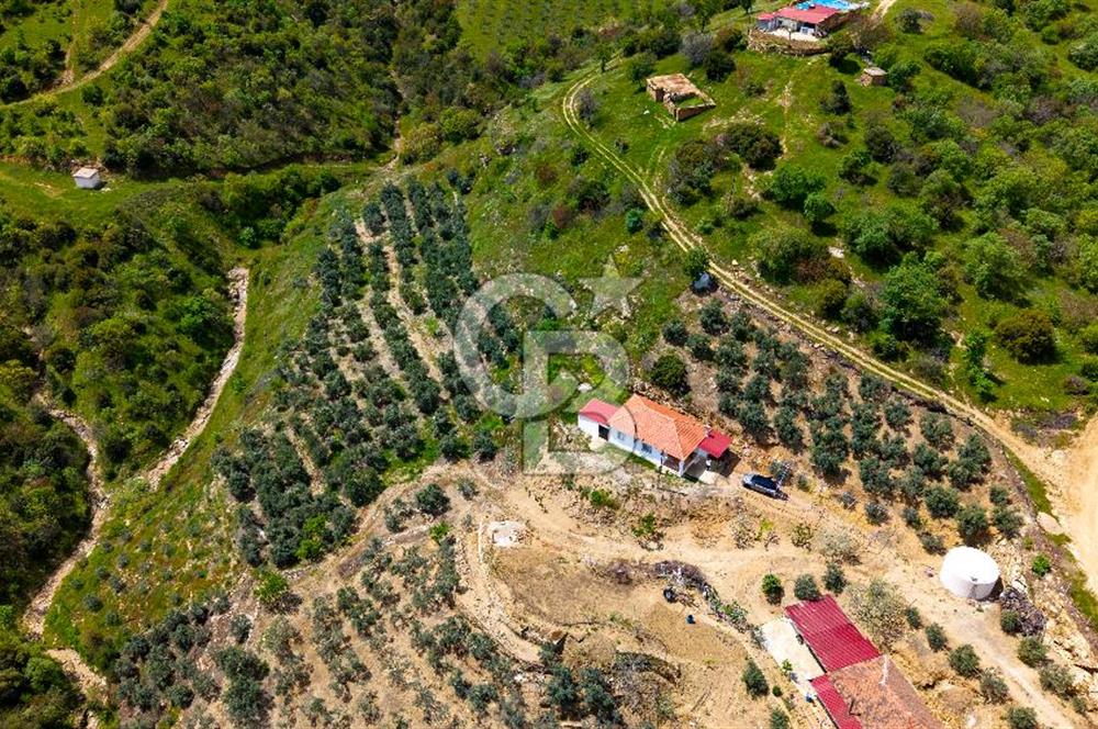 🌿 VERİMLİ ZEYTİNLİK + MÜSTAKİL EV – KAÇIRILMAYACAK FIRSAT 🌿