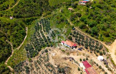 🌿 VERİMLİ ZEYTİNLİK + MÜSTAKİL EV – KAÇIRILMAYACAK FIRSAT 🌿
