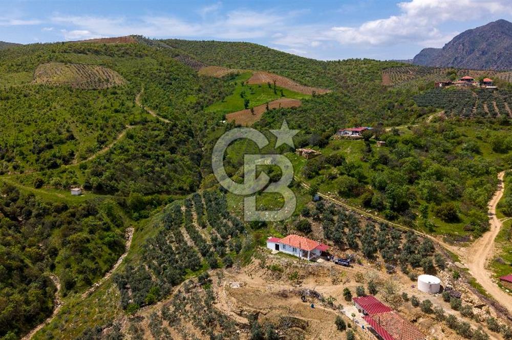 🌿 VERİMLİ ZEYTİNLİK + MÜSTAKİL EV – KAÇIRILMAYACAK FIRSAT 🌿