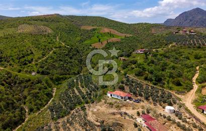 🌿 VERİMLİ ZEYTİNLİK + MÜSTAKİL EV – KAÇIRILMAYACAK FIRSAT 🌿