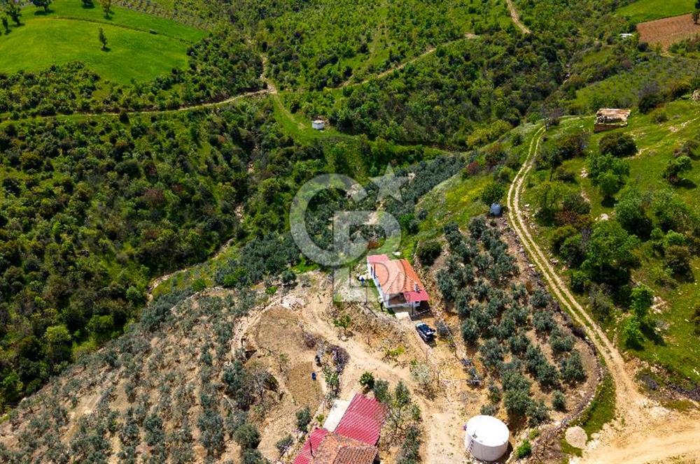 🌿 VERİMLİ ZEYTİNLİK + MÜSTAKİL EV – KAÇIRILMAYACAK FIRSAT 🌿