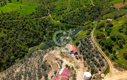 🌿 VERİMLİ ZEYTİNLİK + MÜSTAKİL EV – KAÇIRILMAYACAK FIRSAT 🌿