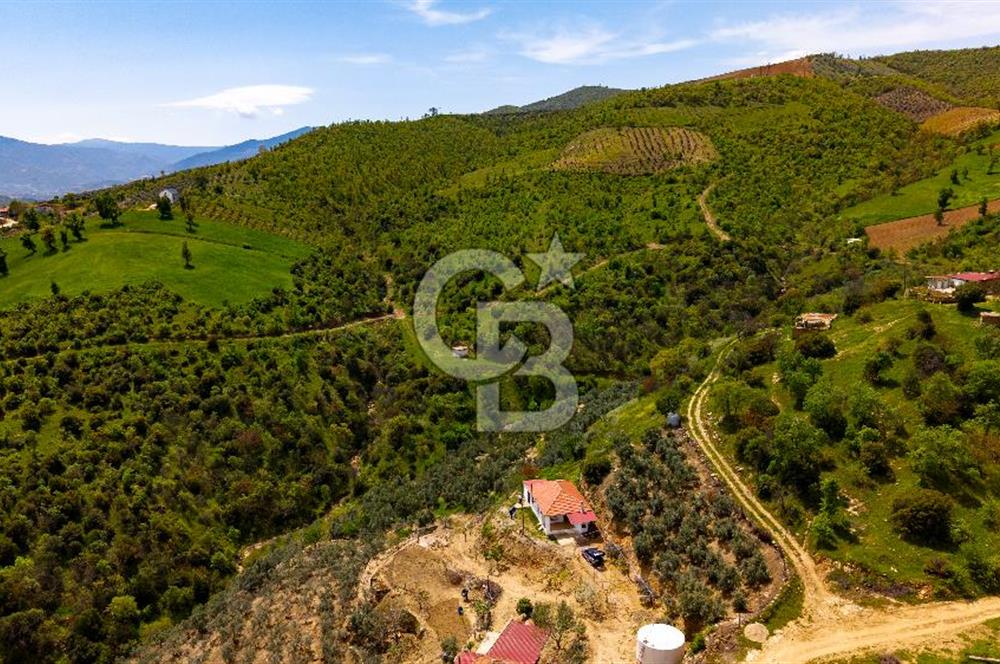 🌿 VERİMLİ ZEYTİNLİK + MÜSTAKİL EV – KAÇIRILMAYACAK FIRSAT 🌿