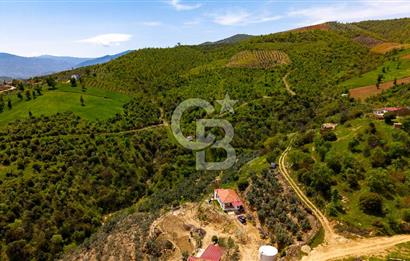 🌿 VERİMLİ ZEYTİNLİK + MÜSTAKİL EV – KAÇIRILMAYACAK FIRSAT 🌿