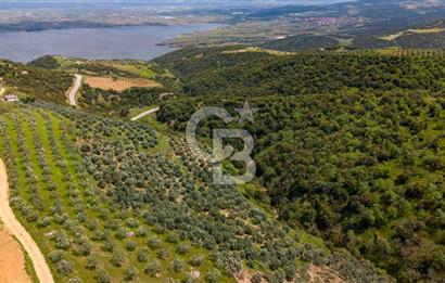 🌿 VERİMLİ ZEYTİNLİK + MÜSTAKİL EV – KAÇIRILMAYACAK FIRSAT 🌿