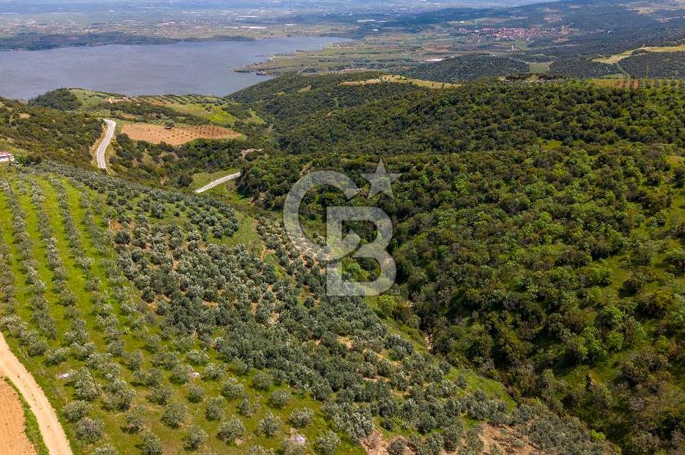 🌿 VERİMLİ ZEYTİNLİK + MÜSTAKİL EV – KAÇIRILMAYACAK FIRSAT 🌿