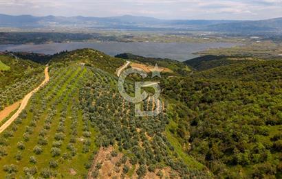 🌿 VERİMLİ ZEYTİNLİK + MÜSTAKİL EV – KAÇIRILMAYACAK FIRSAT 🌿