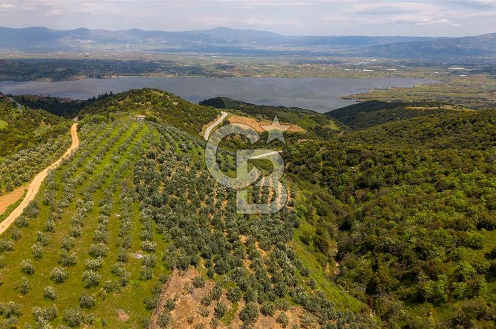 🌿 VERİMLİ ZEYTİNLİK + MÜSTAKİL EV – KAÇIRILMAYACAK FIRSAT 🌿