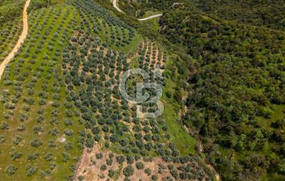 🌿 VERİMLİ ZEYTİNLİK + MÜSTAKİL EV – KAÇIRILMAYACAK FIRSAT 🌿