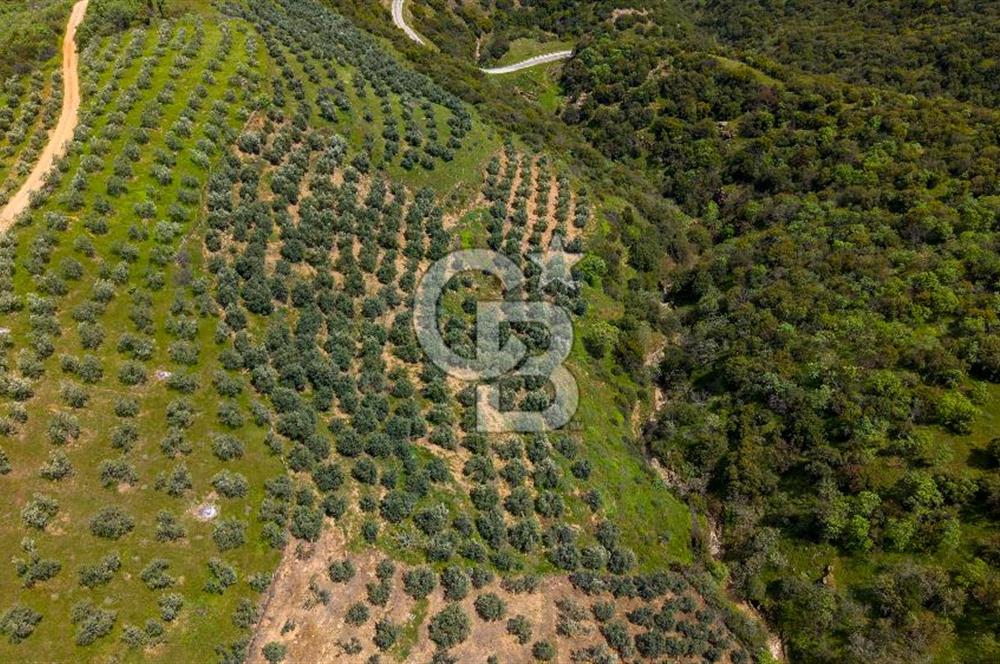🌿 VERİMLİ ZEYTİNLİK + MÜSTAKİL EV – KAÇIRILMAYACAK FIRSAT 🌿