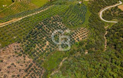 🌿 VERİMLİ ZEYTİNLİK + MÜSTAKİL EV – KAÇIRILMAYACAK FIRSAT 🌿