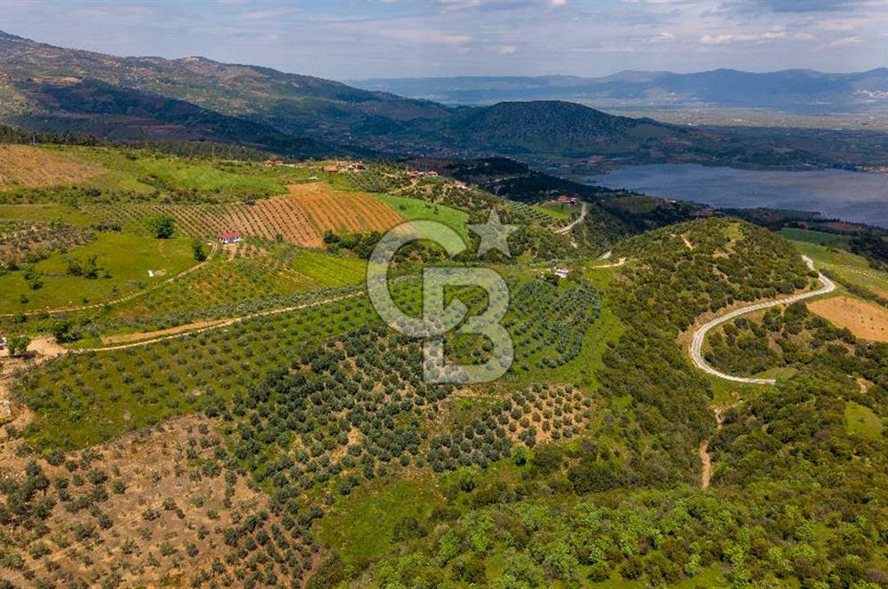 🌿 VERİMLİ ZEYTİNLİK + MÜSTAKİL EV – KAÇIRILMAYACAK FIRSAT 🌿