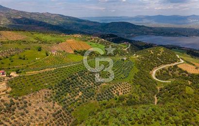 🌿 VERİMLİ ZEYTİNLİK + MÜSTAKİL EV – KAÇIRILMAYACAK FIRSAT 🌿