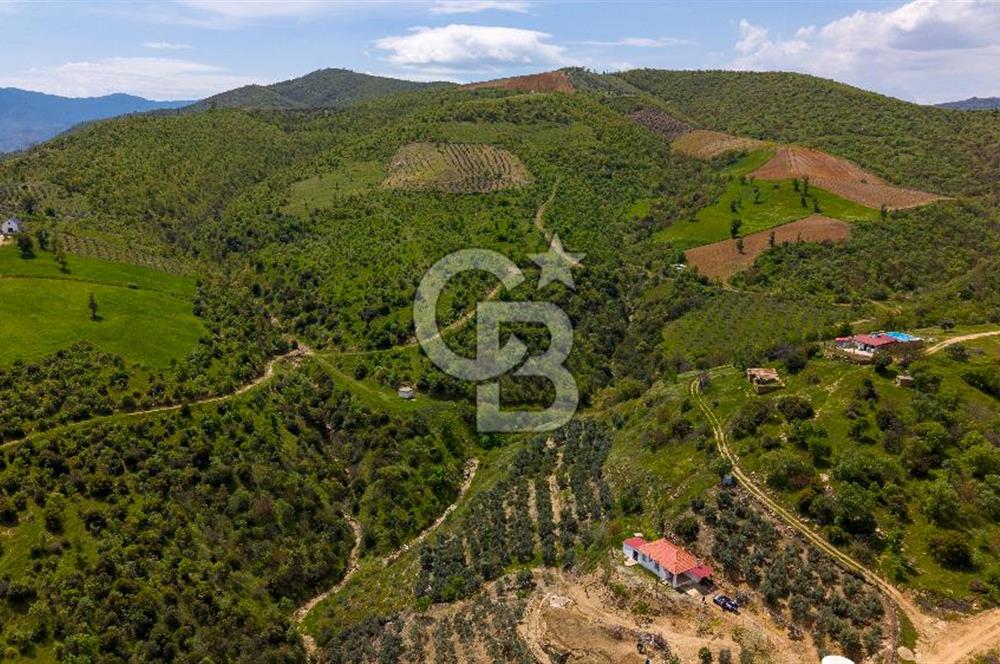 🌿 VERİMLİ ZEYTİNLİK + MÜSTAKİL EV – KAÇIRILMAYACAK FIRSAT 🌿