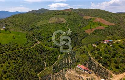 🌿 VERİMLİ ZEYTİNLİK + MÜSTAKİL EV – KAÇIRILMAYACAK FIRSAT 🌿