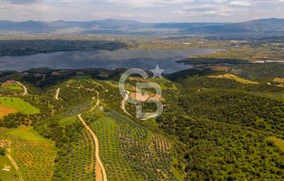 🌿 VERİMLİ ZEYTİNLİK + MÜSTAKİL EV – KAÇIRILMAYACAK FIRSAT 🌿