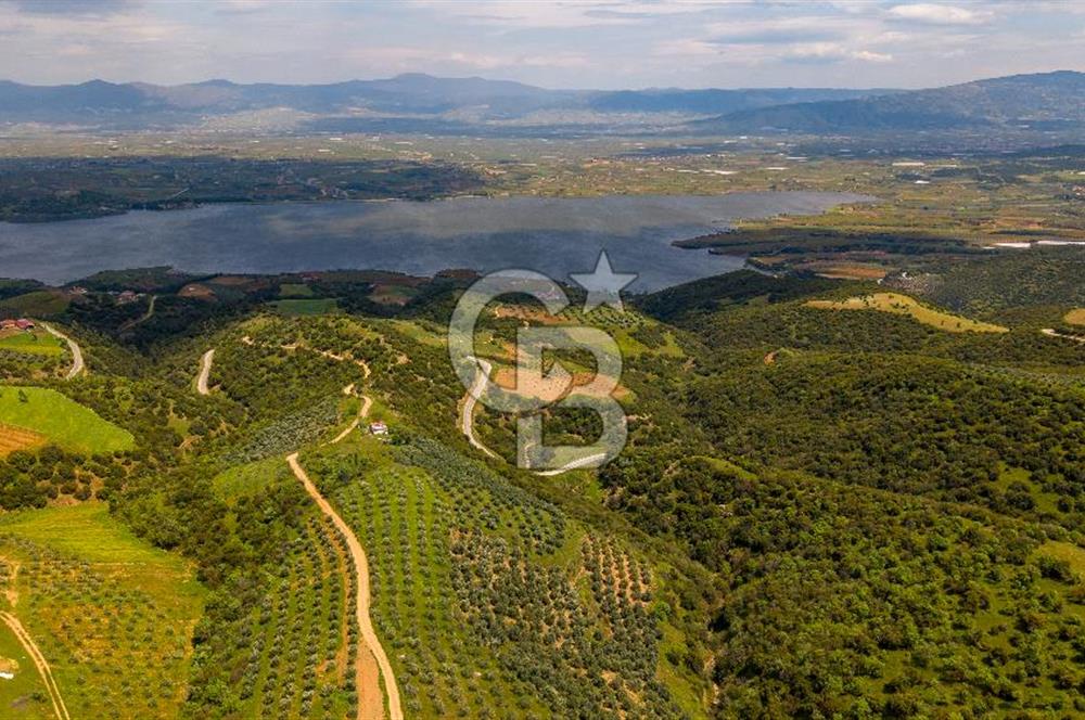 🌿 VERİMLİ ZEYTİNLİK + MÜSTAKİL EV – KAÇIRILMAYACAK FIRSAT 🌿