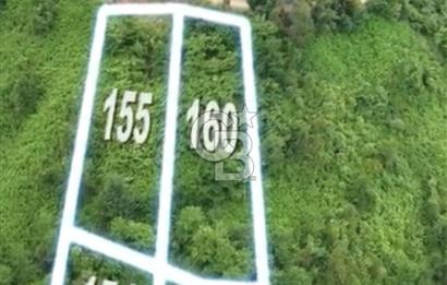 Rize Ardeşen de denize sıfır 2 parsel satılık bahçe 