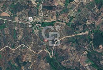 MUDANYA TRİLYE MAHALLESİ 841 m2 SATILIK ZEYTİNLİK - 1 - 346710