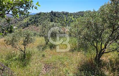 SEFERİHİSAR ORHANLI- 3 DÖNÜME YAKIN ZEYTİNLİ TARLA -SATILIK