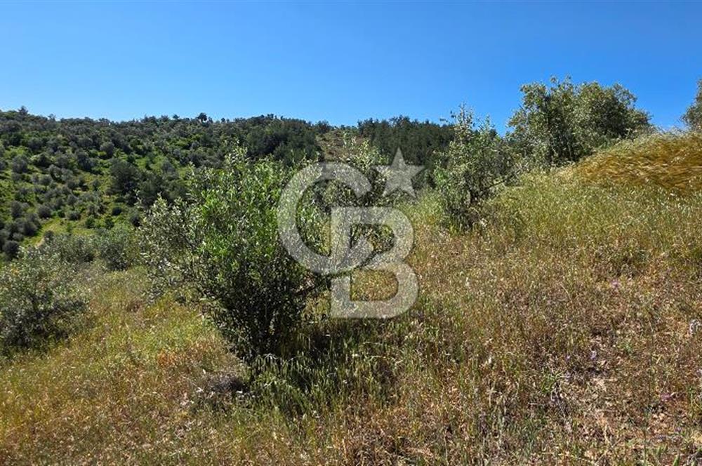 SEFERİHİSAR ORHANLI- 3 DÖNÜME YAKIN ZEYTİNLİ TARLA -SATILIK