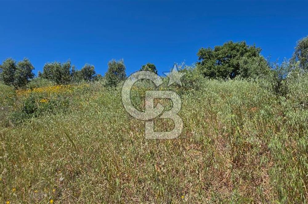 SEFERİHİSAR ORHANLI- 3 DÖNÜME YAKIN ZEYTİNLİ TARLA -SATILIK