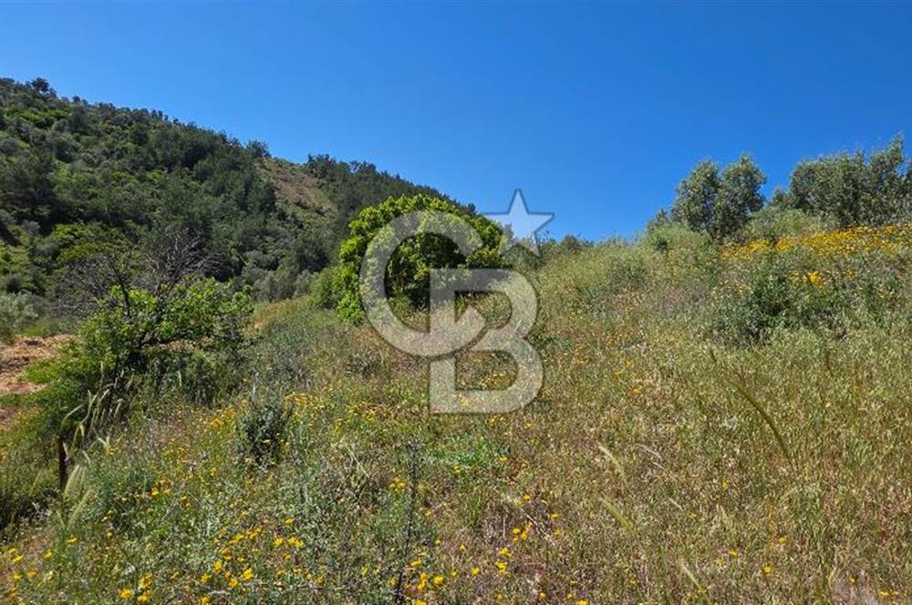 SEFERİHİSAR ORHANLI- 3 DÖNÜME YAKIN ZEYTİNLİ TARLA -SATILIK