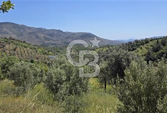 SEFERİHİSAR ORHANLI- 3 DÖNÜME YAKIN ZEYTİNLİ TARLA -SATILIK - 1 - 346695