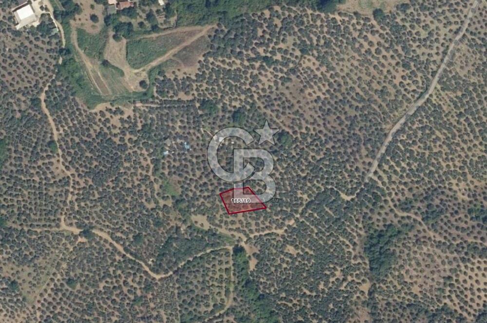 MUDANYA TRİLYE MAHALLESİ 841 m2 SATILIK ZEYTİNLİK