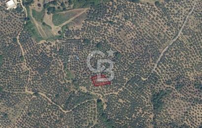 MUDANYA TRİLYE MAHALLESİ 841 m2 SATILIK ZEYTİNLİK