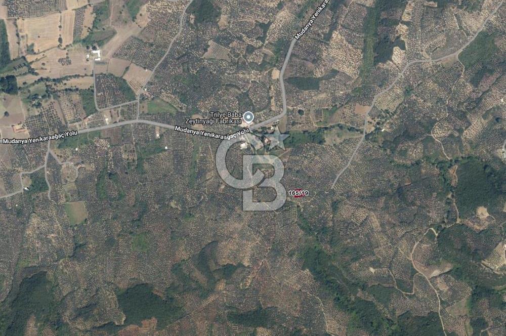 MUDANYA TRİLYE MAHALLESİ 841 m2 SATILIK ZEYTİNLİK