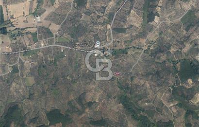 MUDANYA TRİLYE MAHALLESİ 841 m2 SATILIK ZEYTİNLİK