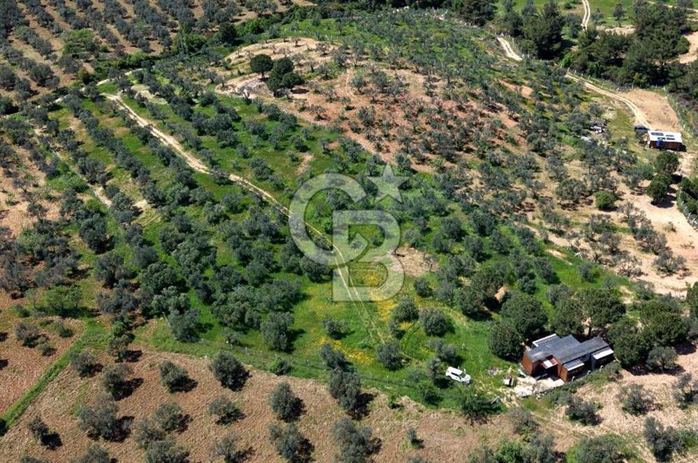 TİNY HOUSE KULLANIMLI SATILIK ZEYTİNLİK