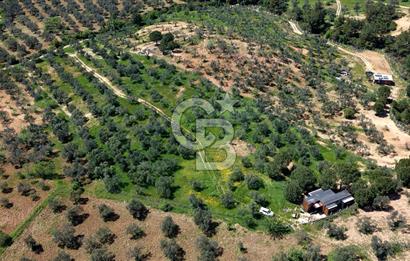 TİNY HOUSE KULLANIMLI SATILIK ZEYTİNLİK