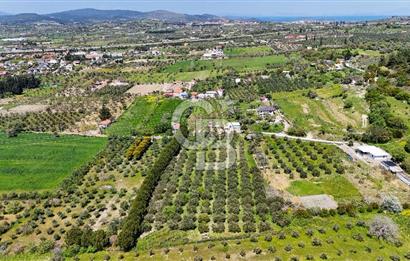 Urla Kuşçularda Yola Cepheli 8304 m² Satılık Tarla