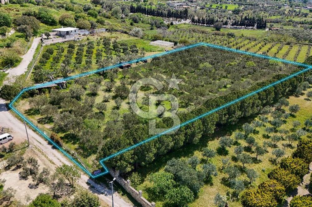 Urla Kuşçularda Yola Cepheli 8304 m² Satılık Tarla