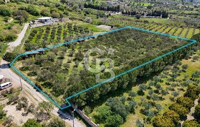 Urla Kuşçularda Yola Cepheli 8304 m² Satılık Tarla