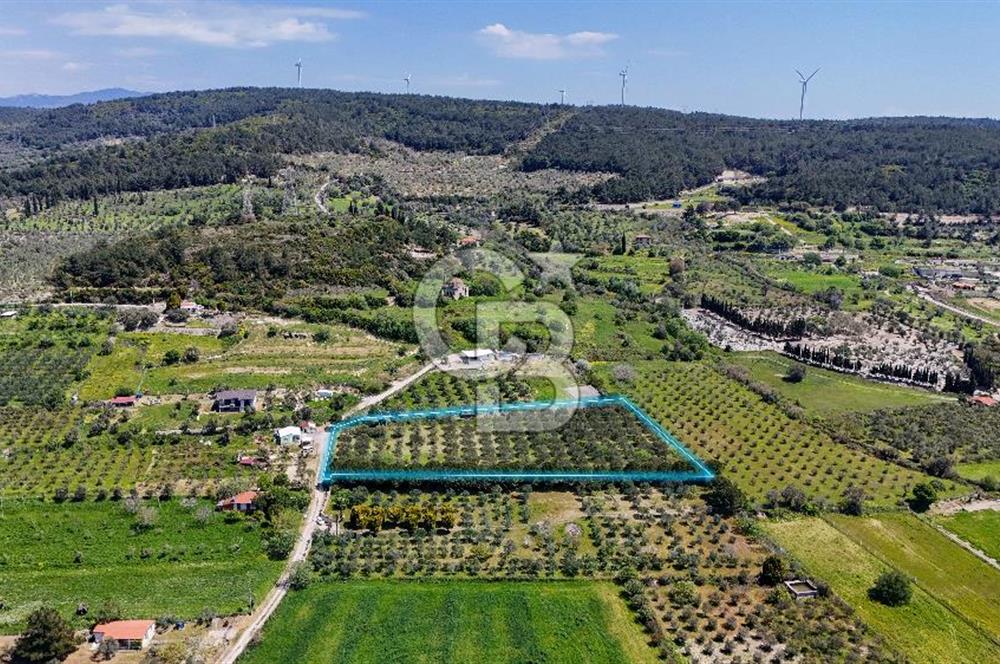 Urla Kuşçularda Yola Cepheli 8304 m² Satılık Tarla