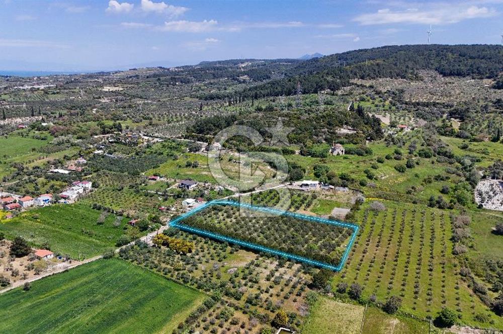 Urla Kuşçularda Yola Cepheli 8304 m² Satılık Tarla