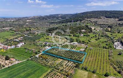 Urla Kuşçularda Yola Cepheli 8304 m² Satılık Tarla