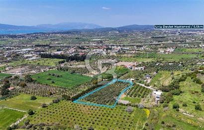 Urla Kuşçularda Yola Cepheli 8304 m² Satılık Tarla