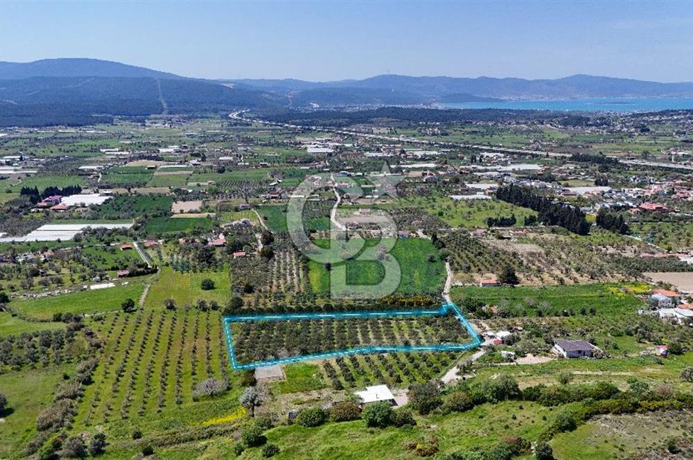 Urla Kuşçularda Yola Cepheli 8304 m² Satılık Tarla