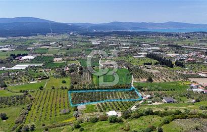 Urla Kuşçularda Yola Cepheli 8304 m² Satılık Tarla