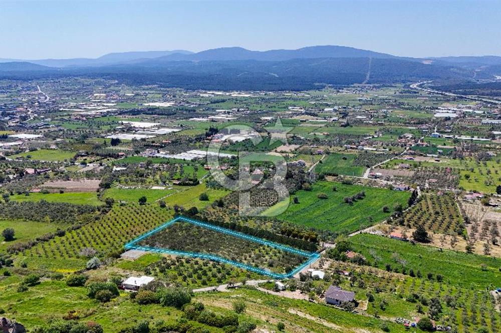 Urla Kuşçularda Yola Cepheli 8304 m² Satılık Tarla