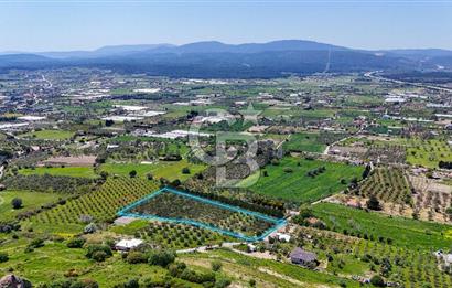 Urla Kuşçularda Yola Cepheli 8304 m² Satılık Tarla