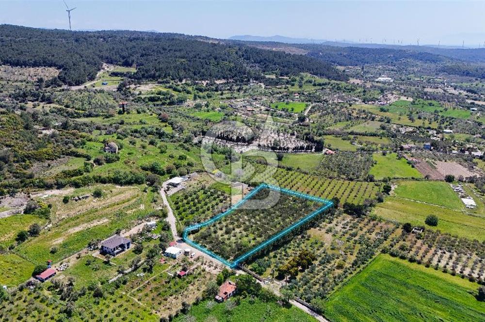 Urla Kuşçularda Yola Cepheli 8304 m² Satılık Tarla